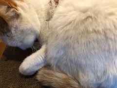 -猫的天空之城概念书店(苏州平江店)