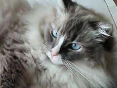 -滚猫咖啡·猫咖·猫友好撸猫(未来城店)