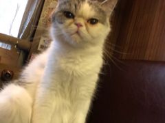 -喵园·猫主题咖啡厅·撸猫·猫咖(国贸店)