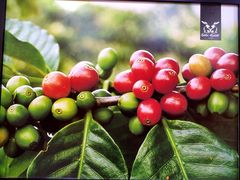 -巴厘岛黄金金兔咖啡工厂