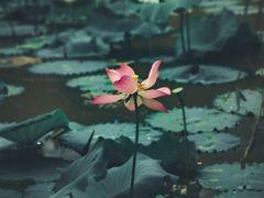 -八大山人梅湖景区