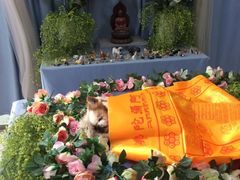 -彩虹桥宠物火化殡葬善终服务(金乐大厦店)