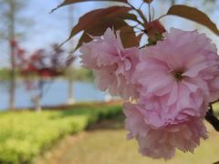 -九科绿洲