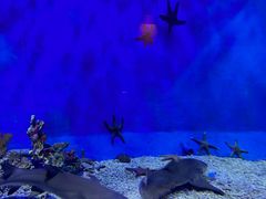 -太平洋海底世界