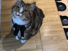 -啵啵喵·猫咖(攀华国际店)