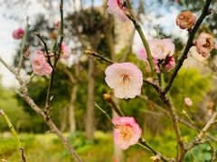 -新虹桥中心花园
