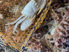 -亚特兰蒂斯-番红花海鲜自助餐厅·鲜活海鲜·小火锅