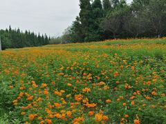 -桤木河湿地公园
