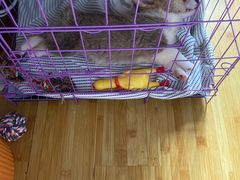 -美联众合动物医院(·中兽医·疑难杂症·严家桥分院)