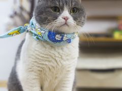 -柴迷FANS CLUB·柴犬狗咖·猫咖