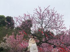 -秀丽东方
