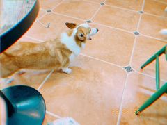 -柯斗斗主题餐厅·狗咖·围炉煮茶·茶饮(国瑞升平里店)