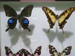 -上海昆虫博物馆