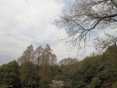 -杭州植物园