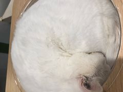 -飞行喵MR PILOT|猫舍·猫咖(静安大融城店)