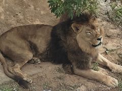 -西霞口神雕山野生动物世界