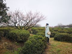 -南京市无想山景区