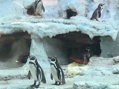 -帝企鹅自助餐厅•儿童岛•真企鹅(长隆企鹅酒店)