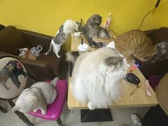 -猫咪咖啡店(新城大街店)