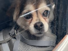 -严国平动物医院(德政总院)