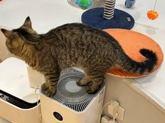 -COLOR PETS 撸猫馆·购猫·猫咖(长风大悦城店)