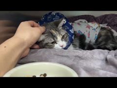 -中农大我爱我爱24h动物医院·中医针灸·猫专科·骨科医疗中心(双井店)