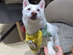 -逗柴咖啡屋·狗咖猫咖宠物桌游