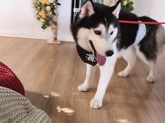 -Husky Go! 哈士奇体验馆·宠物咖啡厅狗咖