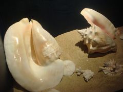 -亚龙湾中心广场·贝壳馆