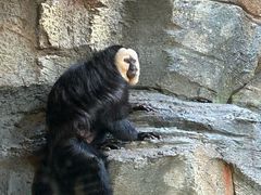 -ZOO COFFEE动物园咖啡(红山森林动物园店)