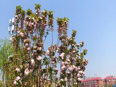 -万柳阁小馆·花园餐厅(龙潭湖店)