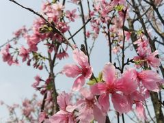 -天适樱花悠乐园