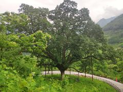 -黑河国家森林公园