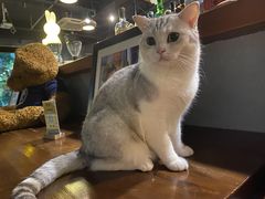 -咖法森林·咖啡  酒吧(天河店)