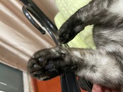 -佳雯宠物医院(四明中路分院)