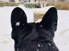 -大鸭梨烤鸭(枣园店)