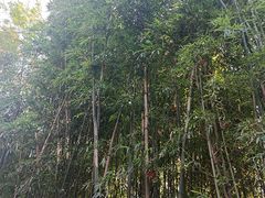-秋霞圃