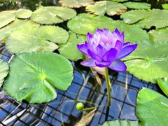 -国家植物园南园