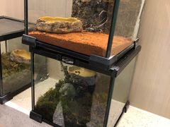-momokira米努特·德文卷毛猫·棉花面纱犬