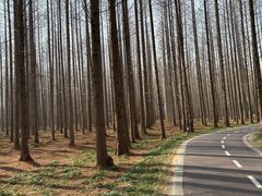 -黄海国家森林公园