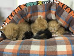 -平行世界·猫咖(首经贸店)