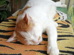 -平行世界·猫咖(首经贸店)