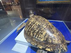 -贝壳王国博物馆