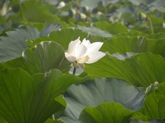 -莲花池公园