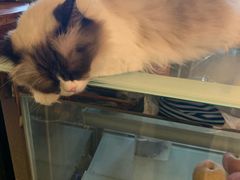 -猫色咖啡·猫咖