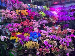 -朝来春花卉市场