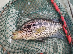 石斑鱼-特种渔场