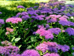 -野鸭湖国家湿地公园