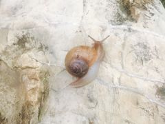 -望湖烤鱼