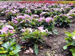 -黑龙江省森林植物园